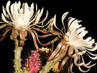 Peniocereus cuixmalensis