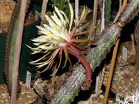 Peniocereus fosterianus var. nizandensis