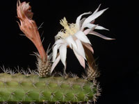 Peniocereus guatemalensis