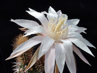 Peniocereus guatemalensis