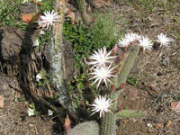 Peniocereus hirschtianus