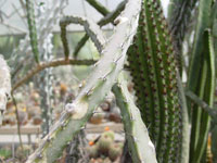 Peniocereus marianus