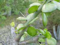 Pereskia horrida