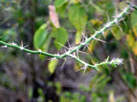 Pereskia horrida