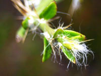 Pereskia horrida