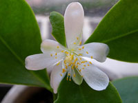 Pereskia weberiana