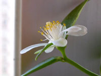 Pereskia weberiana