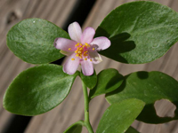 Pereskia weberiana