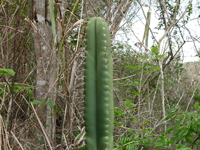 Pilosocereus floccosus subsp. quadricostatus
