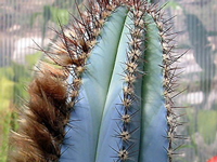 Pilosocereus fulvilanatus