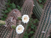 Pilosocereus gounellei subsp. zehntneri