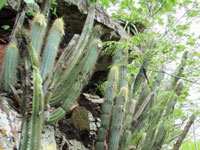 Pilosocereus machrisii