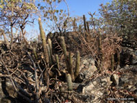 Pilosocereus machrisii