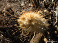 Pilosocereus machrisii