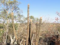 Pilosocereus machrisii