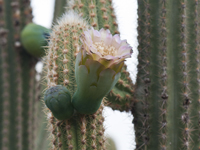 Pilosocereus pachycladus subsp. pernambucoensis