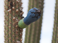 Pilosocereus pachycladus subsp. pernambucoensis