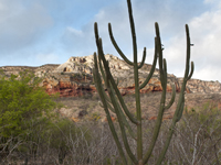 Pilosocereus pachycladus subsp. pernambucoensis