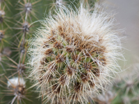 Pilosocereus pachycladus subsp. pernambucoensis