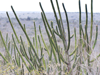 Pilosocereus pachycladus subsp. pernambucoensis