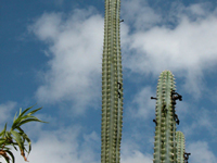 Pilosocereus pentaedrophorus