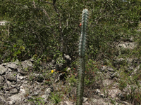 Pilosocereus pentaedrophorus