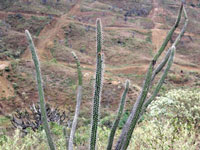 Praecereus euchlorus subsp. jaenensis