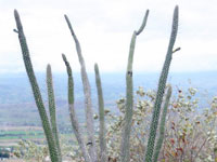 Praecereus euchlorus subsp. jaenensis