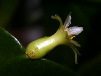 Pseudorhipsalis alata