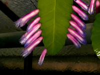 Pseudorhipsalis amazonica subsp. chocoensis