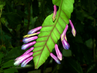 Pseudorhipsalis amazonica subsp. chocoensis