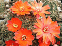 Rebutia pygmaea f. atrovirens