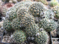 Rebutia pygmaea f. atrovirens