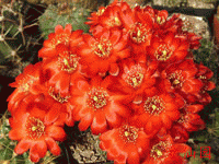 Rebutia pygmaea f. atrovirens