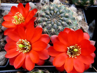 Rebutia pygmaea f. atrovirens