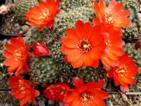 Rebutia pygmaea f. atrovirens