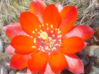 Rebutia brunescens