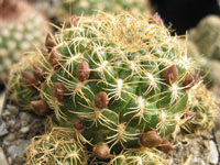 Rebutia caineana