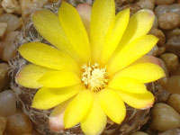 Rebutia caineana