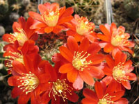 Rebutia deminuta f. pseudominuscula