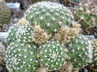 Rebutia einsteinii var. elegans