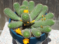 Rebutia fabrisii var. aureiflora