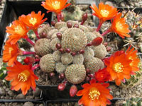 Rebutia heliosa var. solisioides