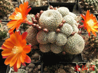 Rebutia heliosa var. solisioides