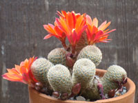 Rebutia heliosa subsp. teresae