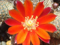 Rebutia heliosa subsp. teresae