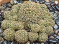 Rebutia krugerae