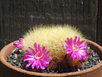 Rebutia mentosa f. swobodae