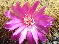 Rebutia mentosa f. swobodae