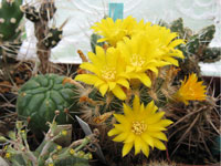 Rebutia neocumingii subsp. lanata